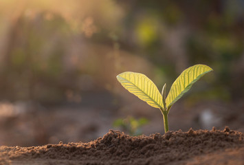 Growing plant,Young plant in the morning light on ground background, New life concept.Small plants on the ground in spring.fresh,seed,Photo fresh and Agriculture concept idea.