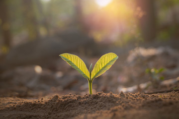 Growing plant,Young plant in the morning light on ground background, New life concept.Small plants on the ground in spring.fresh,seed,Photo fresh and Agriculture concept idea.