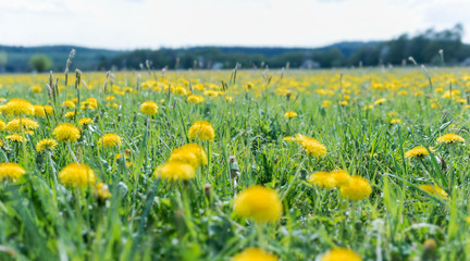 Wiese mit Löwenzahn unter blauen Himmel mit Wolken, Taraxacum