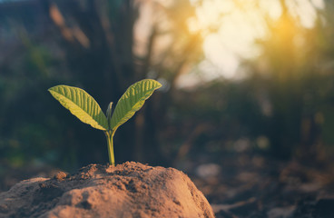 Growing plant,Young plant in the morning light on ground background, New life concept.Small plants on the ground in spring.fresh,seed,Photo fresh and Agriculture concept idea.