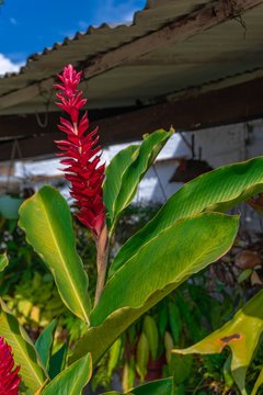 Flores del jard&iacute;n en casa de mi abuela.