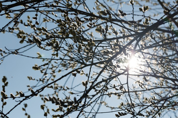 Weidenkätzchen im Frühling
