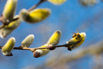 Weidenkätzchen im Frühling