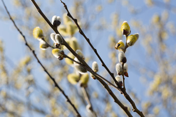 Weidenkätzchen im Frühling