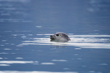 Seal in the water © rawpixel.com