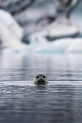 Seal in the water © rawpixel.com