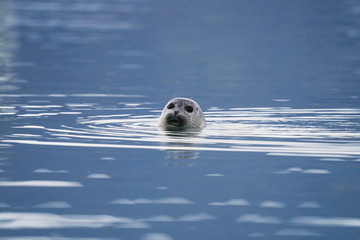 Seal in the water © rawpixel.com