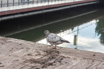 ave, gorrión, naturaleza, fauna, animal, pico, café, ave, inhospitalario, paloma, emplumar, paloma, miniatura, emplumar, blanco, animal, roca