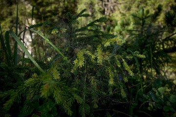 Obraz premium Dewy cobweb on a coniferous branch