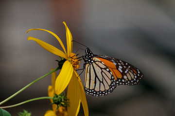 Monarch Butterfly feeding on a sunflower