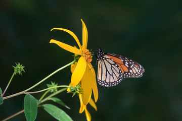 Monarch Butterfly feeding on a sunflower
