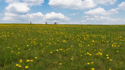 Fototapeta premium Wiese mit Löwenzahn unter blauen Himmel mit Wolken, Fahrrasfahrer am Horizont, Taraxacum