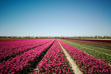Fototapeta na wymiar Beautiful scenery of the Tulip flower fields in the Netherlands, Europe. 