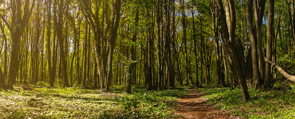 In the Forest with sunlight