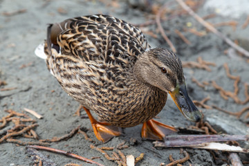 Closeup of female mallard walking in the sand on a beach - Anas platyrhynchos