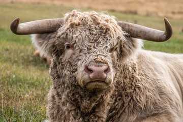 highland cow