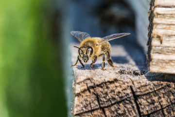 Honigbienen fliegen in Bienenstock