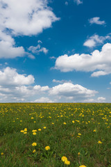Obraz premium Wiese mit Löwenzahn unter blauen Himmel mit Wolken, Taraxacum