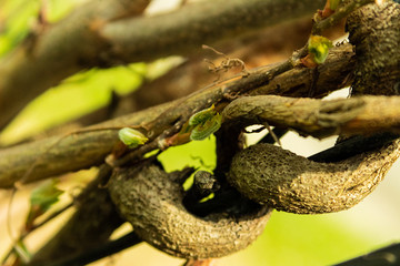 Spring Buds