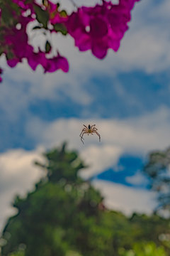 Ara&ntilde;a descendiendo de &aacute;rbol