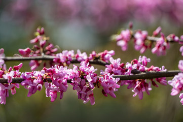Obraz na płótnie Canvas Purple spring blossom of Eastern Redbud, or Eastern Redbud Cercis canadensis in sunny day. Close-up of Judas tree pink flowers. Selective focus. Nature concept for design. Place for your text
