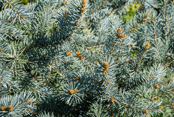 Naklejka na ściany i meble Silver blue spruce Picea pungens Hoopsii with new growth in ornamental garden. Close-up selective focus. Nature concept for spring or Christmas design
