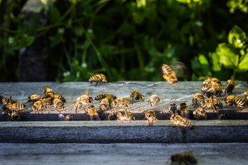 Bienenschwarm fliegen in Bienstock