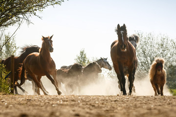Pferde im trockenen Staub © Nadine Haase