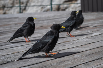 Pyrrhocorax graculus birds walk peacefully on boards on the terrace of a closed mountain chalet in the Dolomites