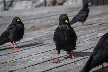 Pyrrhocorax graculus birds walk peacefully on boards on the terrace of a closed mountain chalet in the Dolomites