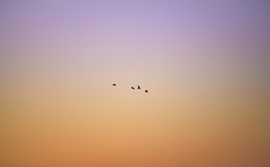 Fototapeta premium Skyscape wallpaper with birds flying