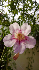 pink magnolia flower