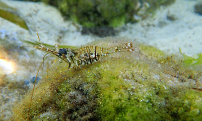 European rock pool shrimp - Palaemon elegans