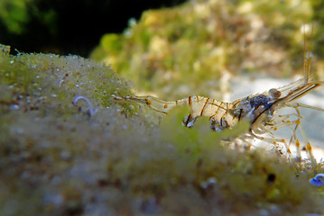 European rock pool shrimp - Palaemon elegans
