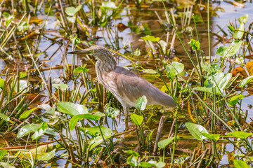 Heron fishing in the low swamp waters. City park.