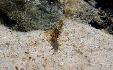 European rock pool shrimp - Palaemon elegans