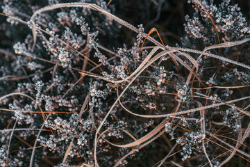 Dry grass in winter