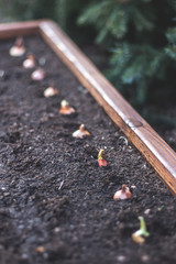 close up onion cuttings in the garden 