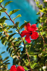 A red flower with green leaves