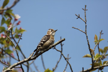 葉桜とコゲラ