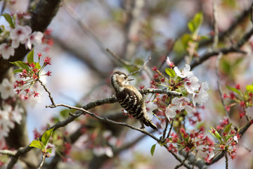 葉桜とコゲラ