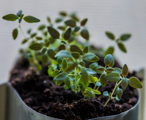 Thyme planted in soil