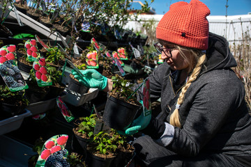 Customer in gloves trying to choose raspberry cutting in garden store in Wrocław, Poland.