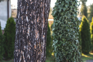 Fototapeta premium trees in the garden 