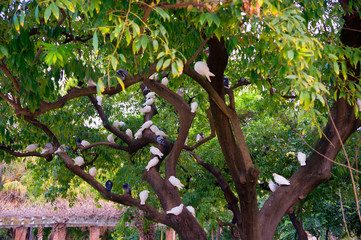 Near Spain Square is the Maria Louise Park, where there are a lot of beautiful pigeons on trees and...