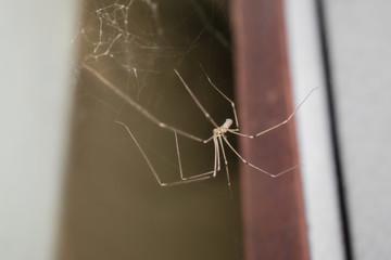 Spider with spider web in home close up on colorful blurry background. Arthropods. Arachnophobia or spider concept. Spider with long legs. Horizontal photo