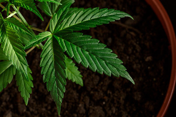  Close-up young hemp. Cannabis is a standoff between a drug and a medicine.growing organic cannabis...