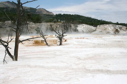 Dead trees in  Yellowstone sulfa lake in National Park