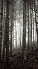 Misty forest mobile background