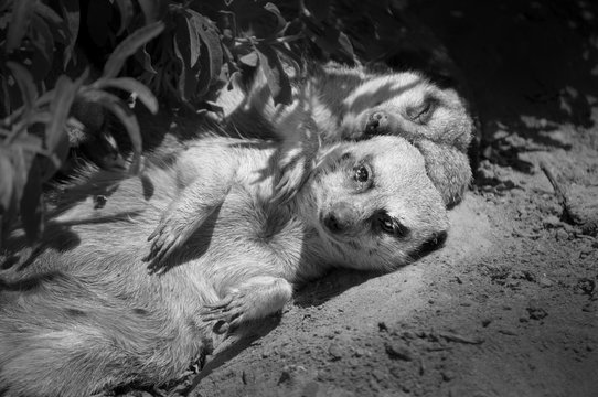 Meerkat at the Zoo